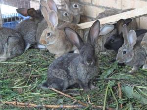 Составление ориентировочного бизнес плана по разведению кроликов