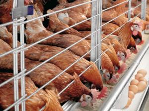 Livestock farming as a business from scratch