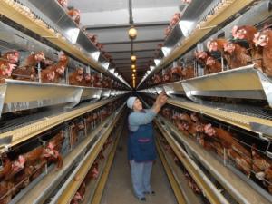 Pagbubukas ng isang poultry farm