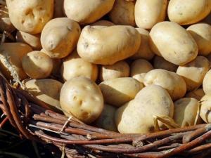 Kartoffelanbaubetrieb