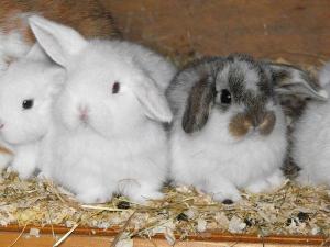 Is rabbit breeding profitable or not as a home business?