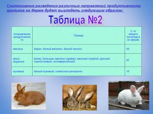 Key points for drawing up a business plan for rabbit breeding