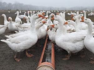 Гусиная ферма — как и с чего начать бизнес по выращиванию птицы на мясо?