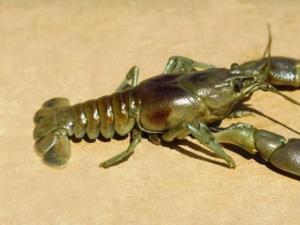Brief business plan for growing crayfish