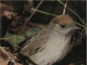 Mga katangian ng black-headed warbler bird